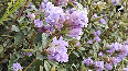 Breathtaking! Neelakurinji blossoms again after 12 years