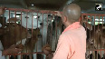 Watch: CM Yogi feeds cows in Gorakhpur