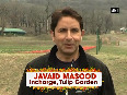 Heaven on Earth: WATCH the Tulip Gardens in Kashmir Valley