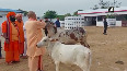 CM Yogi feeds cows, calves at Gorakhnath Temple