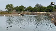 Thoothukudi's Coastline Transforms into Bird Haven