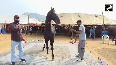 Pushkar Cattle Fair sees spectacular Rs 15 Crore Horse from Chandigarh