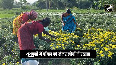 Marigold, Shevanti flowers harvested for Pongal in Thoothukudi