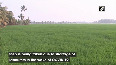 Kerala: Farmers use drone to spray fertilisers in fields