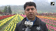 Srinagar's tulip garden blooms, visitors arrive in large numbers
