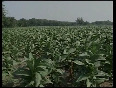 New problems for the tobacco industry