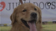 Over 160 dogs participate in dog show in Vadodara