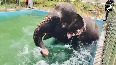Elephant beat the heat by chilling in swimming pool in Rameswaram Temple premises