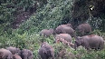 Assam: Herd of elephants enters Nagaon, creates chaos