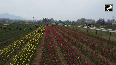 Drone visual shows mesmerising views of blooming tulips in Srinagar's Tulip garden