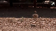 Ostriches successfully bred in captivity in Rajasthans Ramniwas Bagh; Avantika lays 11 eggs