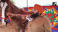 Pushkar Fair Sensation! 31-Month-Old Nagina Valued at Rs 1 Crore