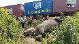 Watch Elephant dies after being hit by train