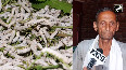 J&K Silk producing farmers in Udhampur now rear silkworms twice a year
