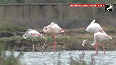 Flamingos take over Thoothukudi's salt pans, WATCH