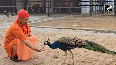 Viral Video: Yogi Feeds Peacock During Gauseva at Gorakhnath Temple