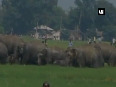 WATCH: Elephant herd returns to forest in Odisha