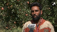 Growers busy with harvesting of delicious apple fruit crops in Kashmir