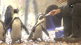 African penguins get new home in Ahmedabad
