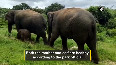 B'luru's Bannerghatta Biological Park welcomes birth of elephant calf