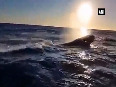 Watch Humpback whale interrupts fishing trip