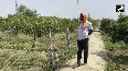 Varanasi farmer grows Miyazaki mango costing Rs21K per piece