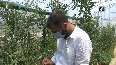 Scientists in Kashmir develop hybrid tomato variety for farmers