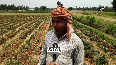 Moradabad farmer destroys tomato crop over low prices