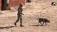 Indian Army's trained assault dogs, kites exhibit their skills