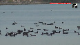 Tamil Nadu Huge flock of waterbirds spotted at Perungulam wetlands in Thoothukudi