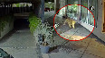 gujarat lions video