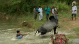 Sri Lankan Minister trains bulls in Sivaganga for 'Jallikattu'