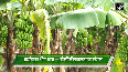 From Tobacco to Bananas A Gujarat Farmer s Success Story in Natural Farming