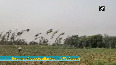 Swarm of locusts attacks UP's Aligarh