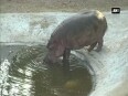 Watch Vadodara zoo gets a female hippo