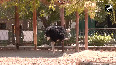 First successful ostrich breeding in Rajasthan's Ramniwas Bagh zoo