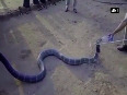 WATCH: Thirsty cobra drinks water from a bottle in drought-hit Karnataka