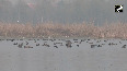 Hokersar wetland in Srinagar turns nature lovers' paradise with migratory birds