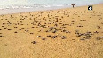 Hundreds of tiny Olive Ridley turtles make their way to sea