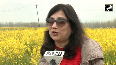 Full bloom mustard fields attract tourists in Kashmir 