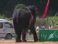Elephant rampage in Sri Lanka