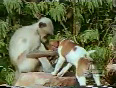 Monkey vs dog