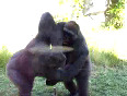 Gorilla Fight
