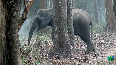 Watch: Smoking elephant clip spreads like wildfire