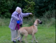 Comedy - granny walks dog (funny)(1)