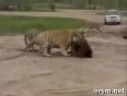 Live Cow Fed to Tigers