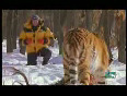 Siberian Tigers kill and Prey on Adult Male Brown Bears