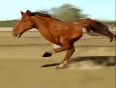 Two legged horse