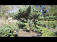 Plants for bonsai _juniperus davurica _parsonii_