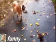 10 Funniest Dog Videos